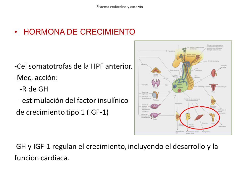 hormona igf 1 funcion